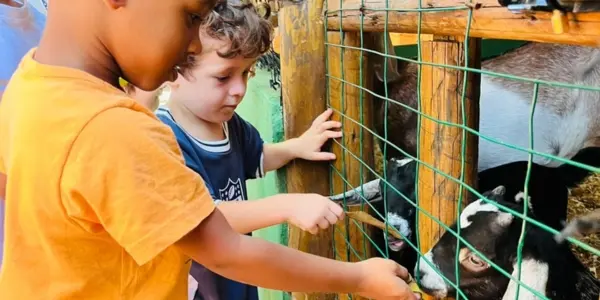 Alimentando os animais